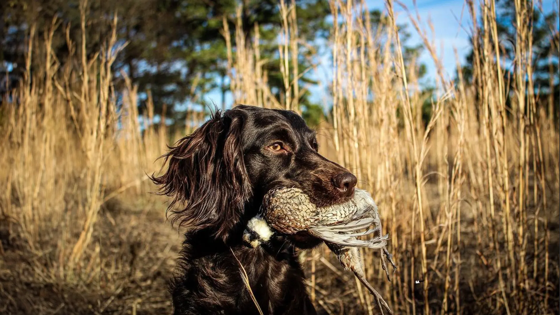 Fetch Mini Course