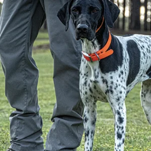 Diamond Bird Dogs Mini Course Series