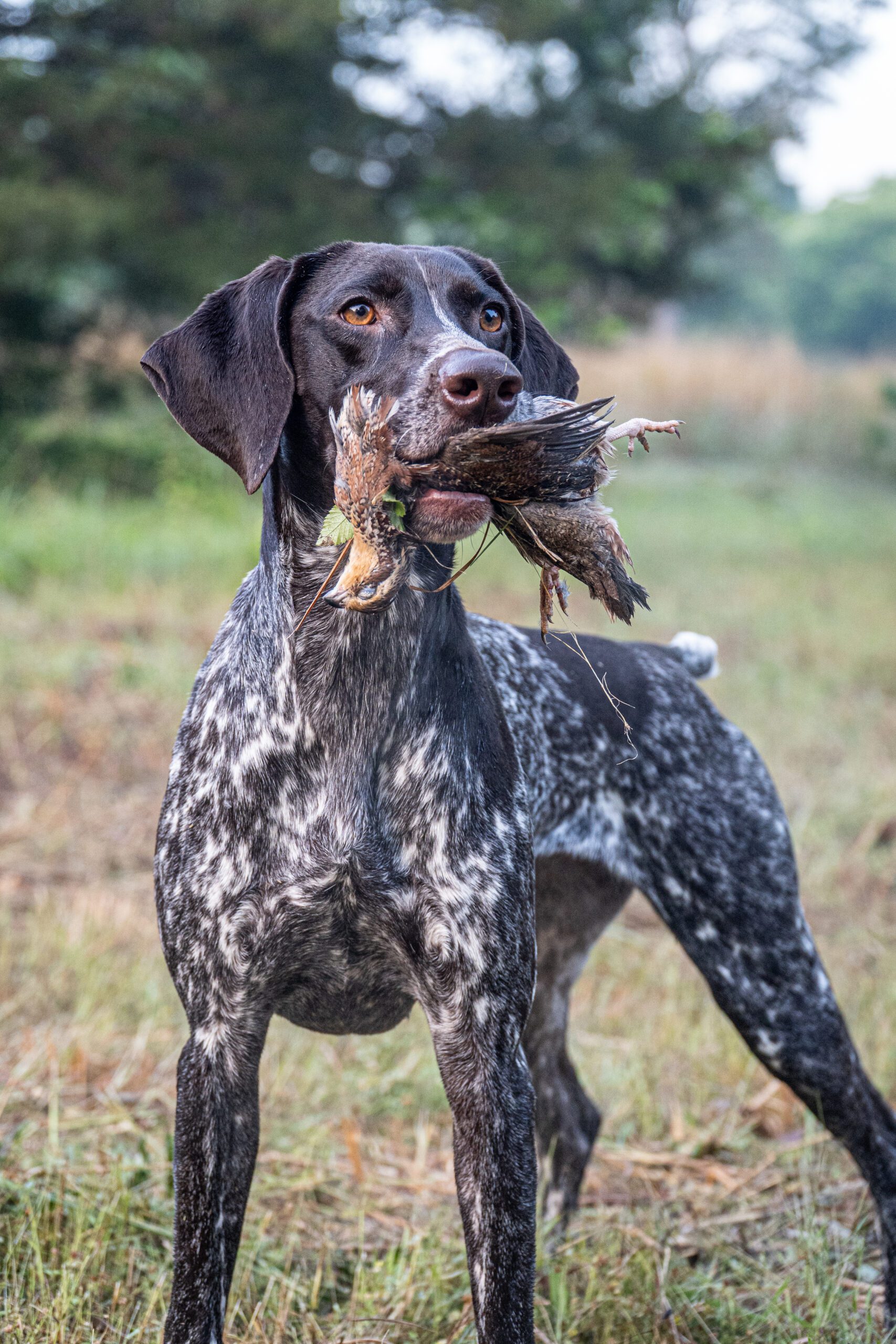DSC00587 scaled Diamond Bird Dogs