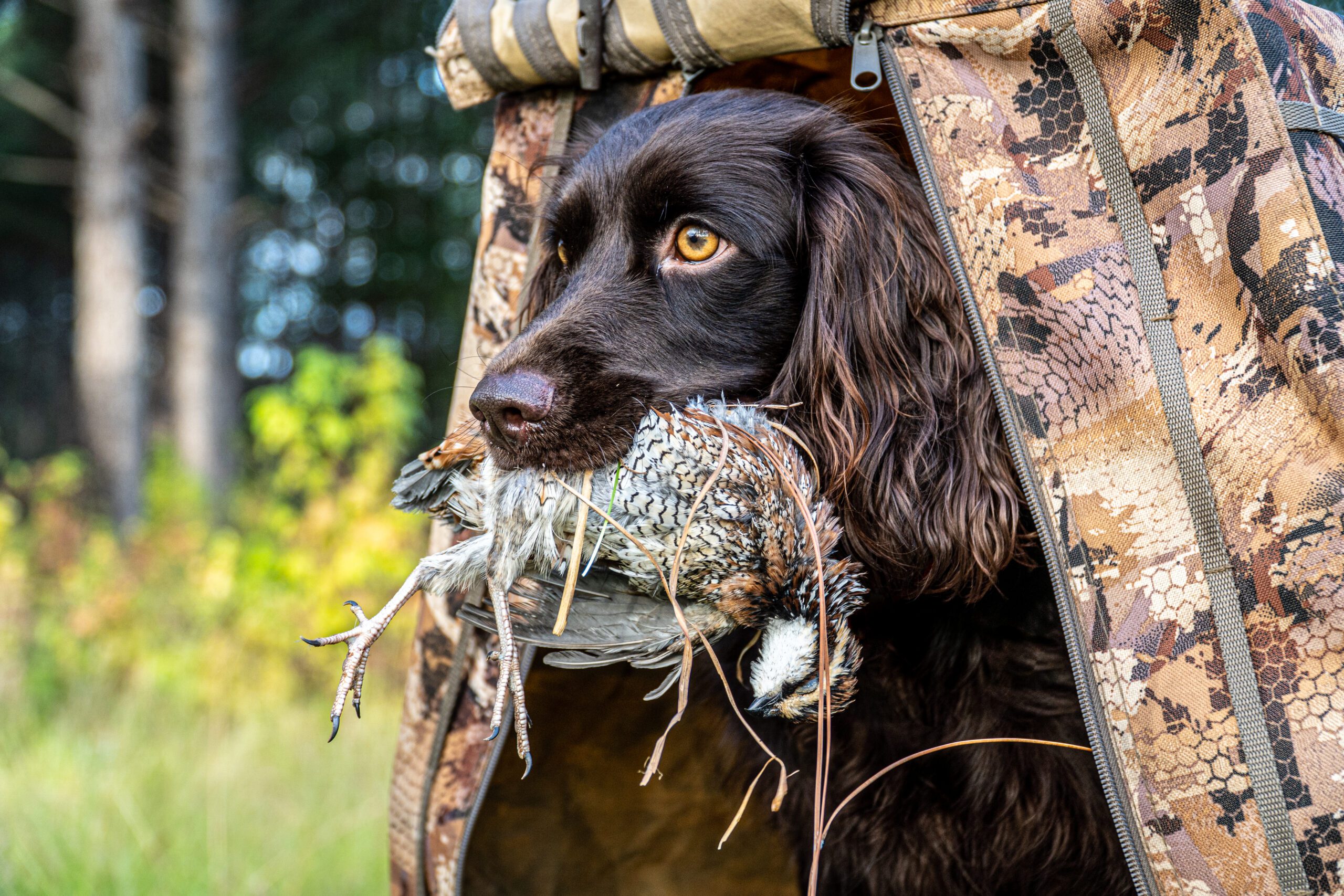 DSC02076 scaled Diamond Bird Dogs