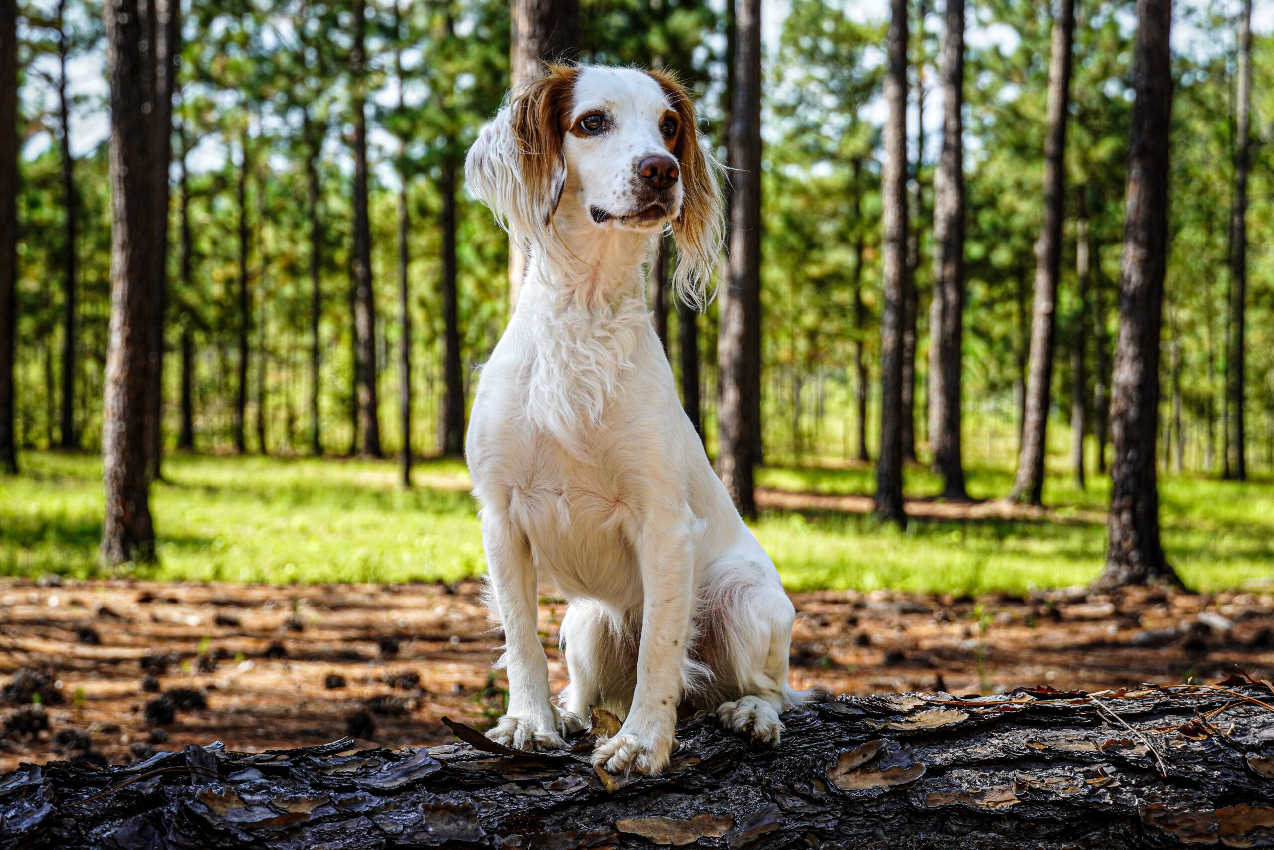 DSC02774 scaled Diamond Bird Dogs