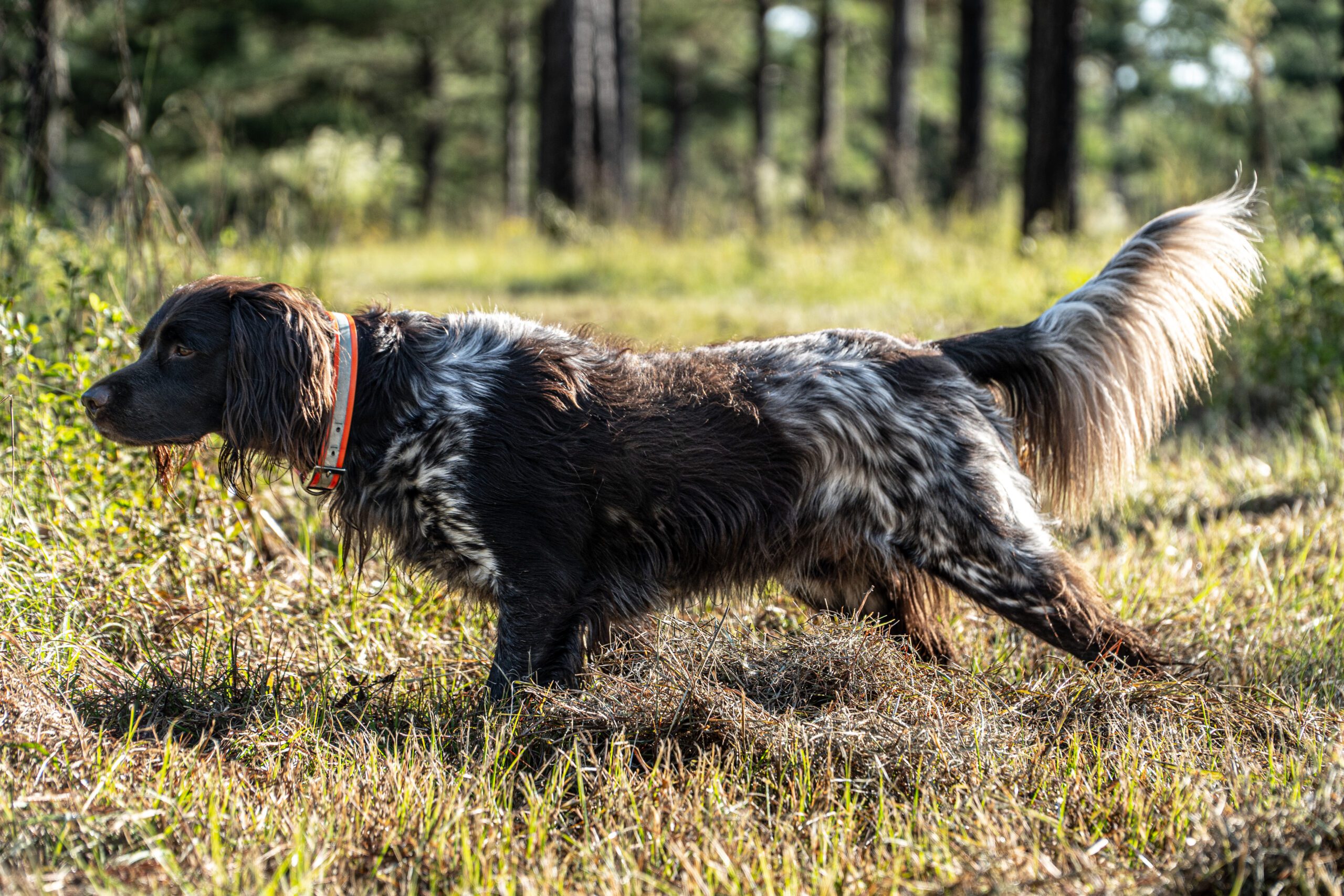 DSC03116 scaled Diamond Bird Dogs