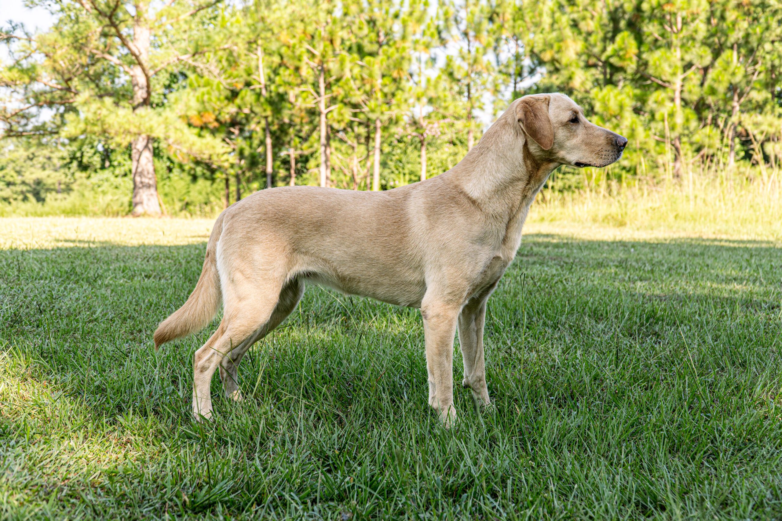 DSC03650 scaled Diamond Bird Dogs