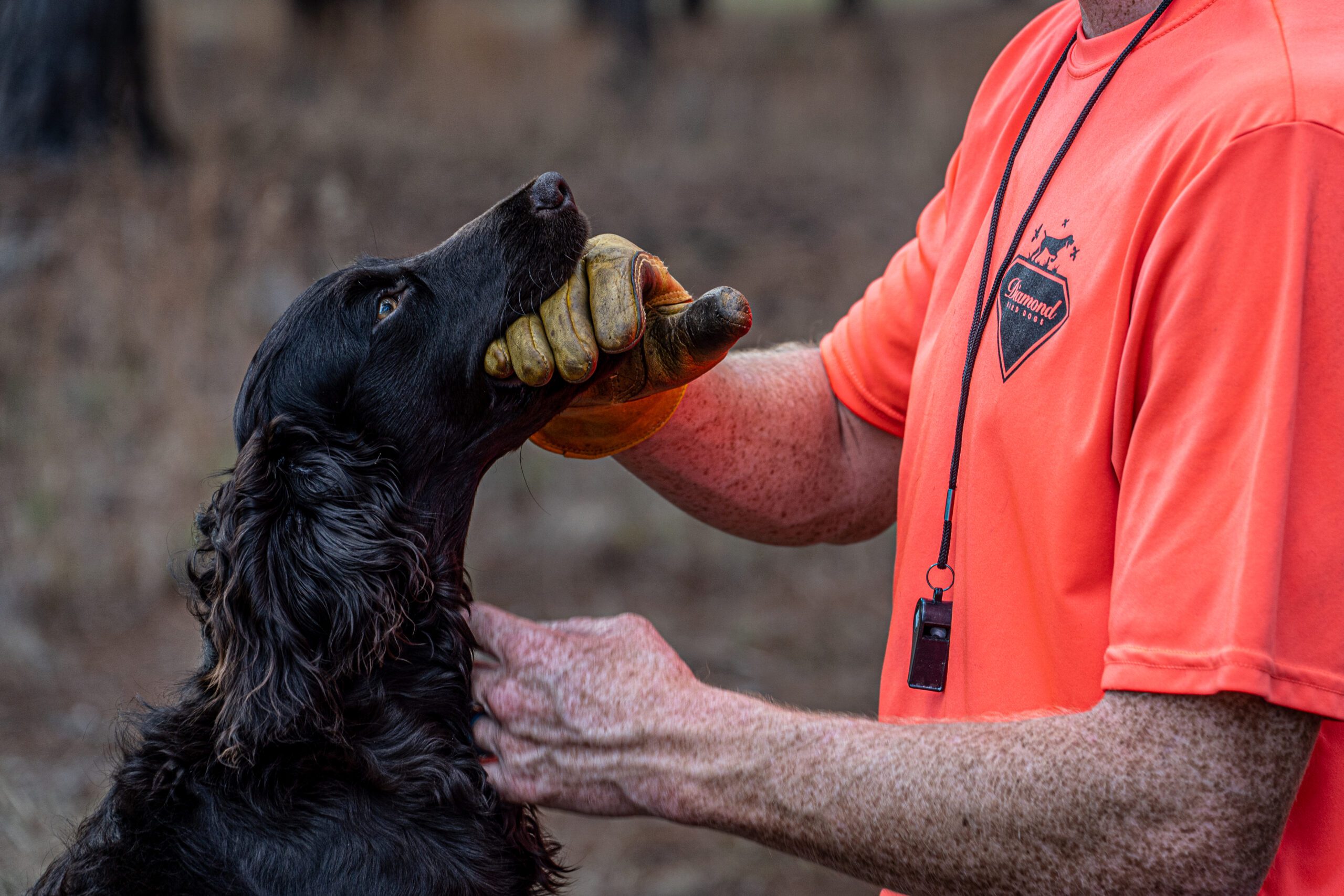 DSC06638 scaled Diamond Bird Dogs