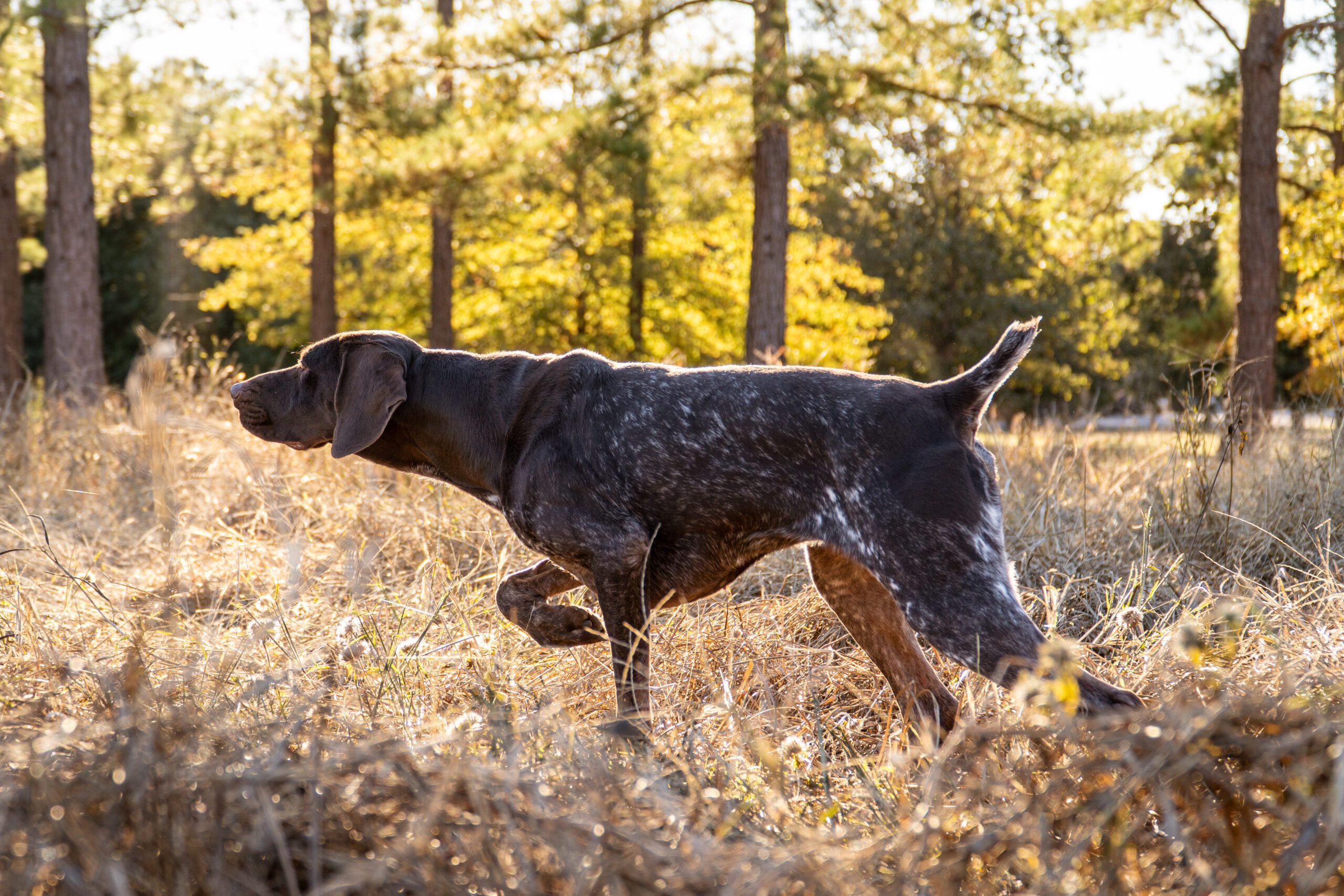 DSC07779 scaled Diamond Bird Dogs