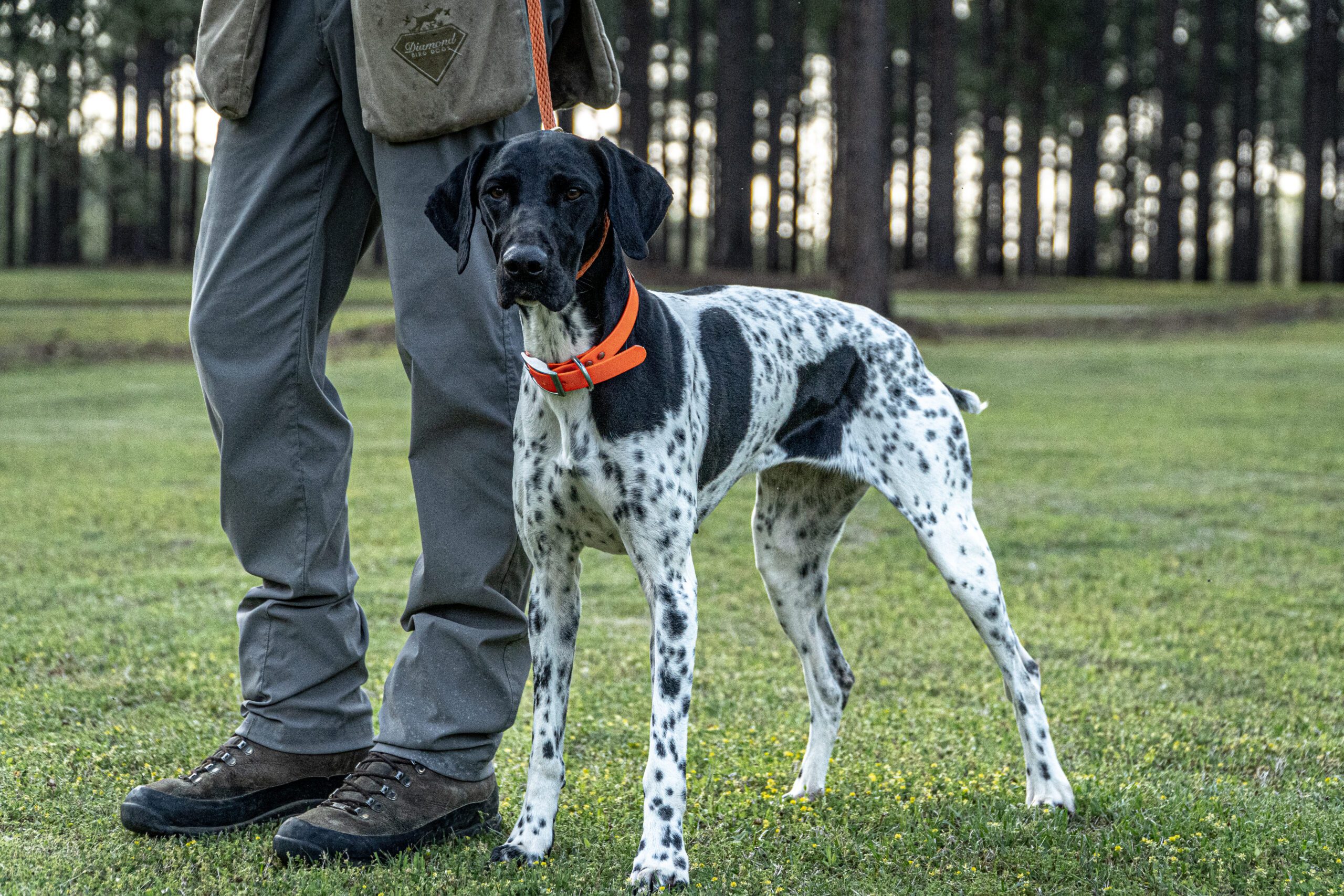 DSC09344 scaled Diamond Bird Dogs